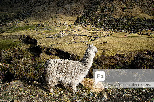 Alpaka auf dem Weg nach Cochayoq Anden Peru
