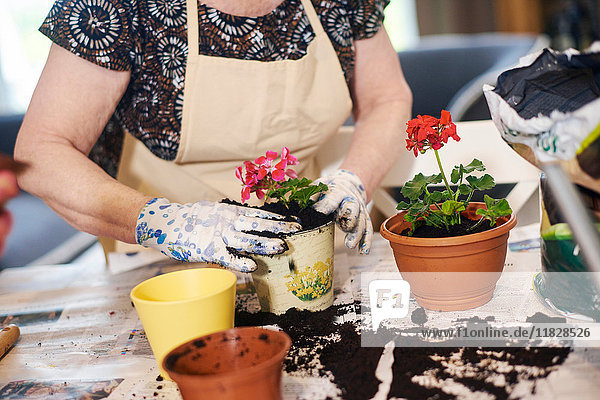 Senior adult woman potting plants on table