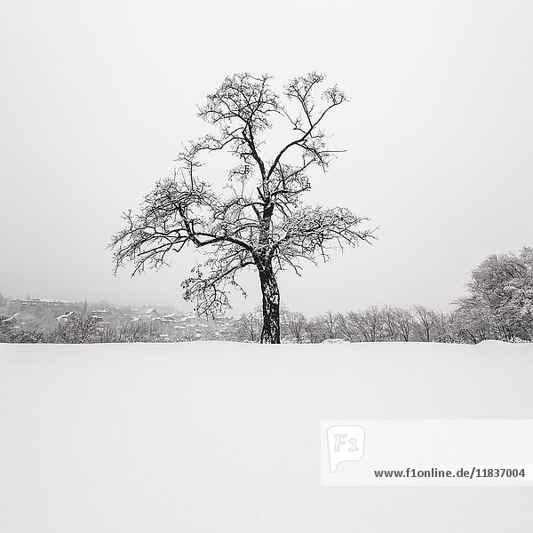 Ukraine Dnepropetrovsk region Dnepropetrovsk city Single tree in winter scenery