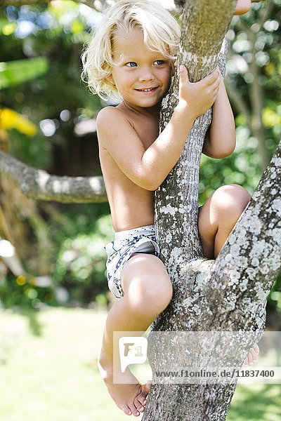 Junge (4-5) klettert auf Baum