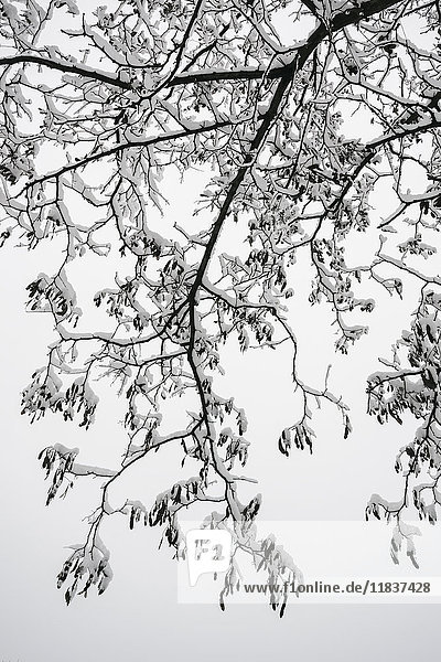 Ukraine  Dnepropetrovsk region  Dnepropetrovsk city  Snow-covered tree branch