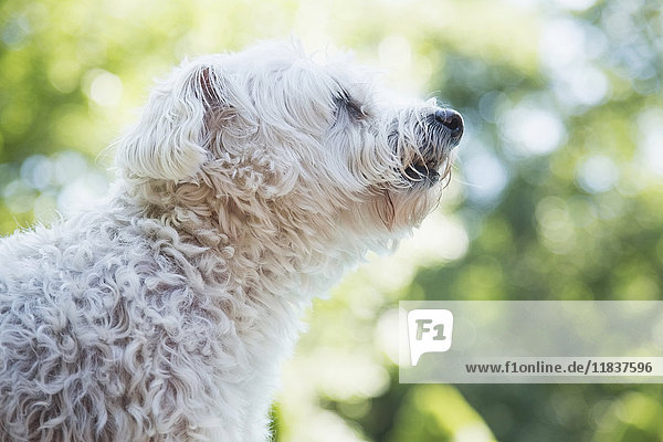 Weißer Hund riecht Luft