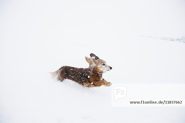 USA  Colorado  Dackel läuft im Schnee im Winter