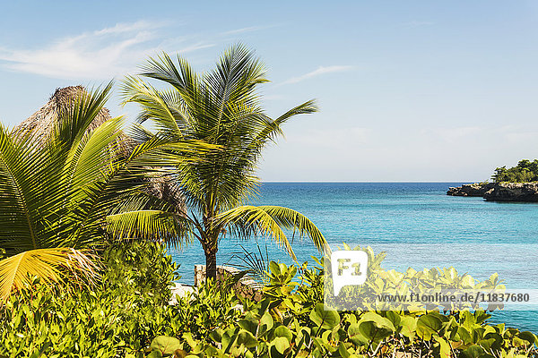 Jamaika  Negril  Palmen vor Meereskulisse