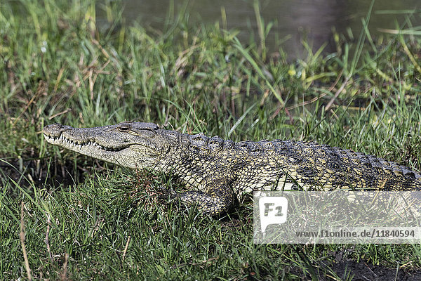 Ein Nilkrokodil (Crocodylus niloticus)  am Ufer des Khwai-Flusses  Okavango-Delta  Botswana  Afrika