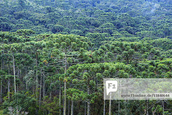 A forest of Parana (Araucaria) pines (Araucaria angustifolia) in the mountains near Sao Paulo Brazil South America
