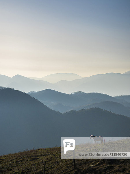Pferd bei Sonnenaufgang  Apennin  Umbrien  Italien  Europa