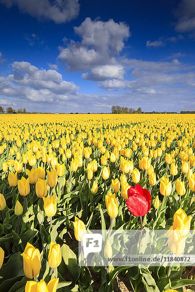 Blauer Himmel und Wolken in den Feldern von gelben Tulpen in Blüte  Oude-Tonge  Goeree-Overflakkee  Süd-Holland  Niederlande  Europa