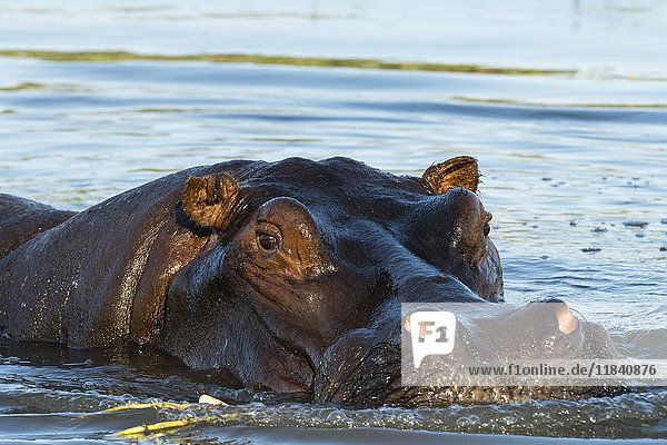 Ein Flusspferd (Hippopotamus amphibius) im Okavango-Delta schaut in die Kamera  Botswana  Afrika