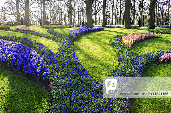 Grüne Gärten mit blühenden Blumen im Frühling im Botanischen Garten Keukenhof  Lisse  Südholland  Niederlande  Europa