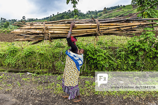 Woman carrying firewood on her head  Virunga National Park  Democratic Republic of the Congo  Africa