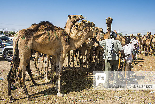 Camels at the Camel market  Hargeisa  Somaliland  Somalia  Africa