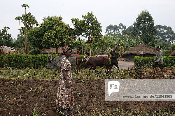 Symphoroza Bujune bought oxen with a 500000 UGS group loan from Kolping Uganda Society  Uganda  Africa