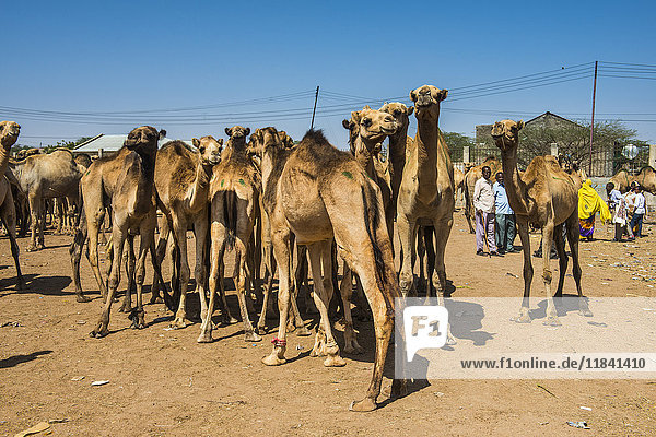 Kamele auf dem Kamelmarkt  Hargeisa  Somaliland  Somalia  Afrika