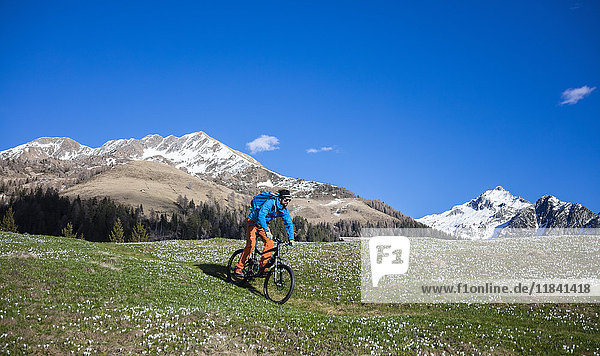 Mountainbike auf grüner Wiese mit blühenden Krokussen  Albaredo-Tal  Orobie-Alpen  Valtellina  Lombardei  Italien  Europa