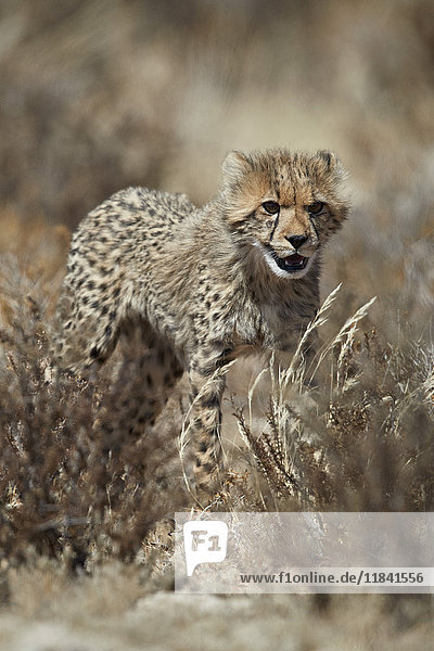 Cheetah (Acinonyx jubatus) cub Kgalagadi Transfrontier Park South Africa Africa