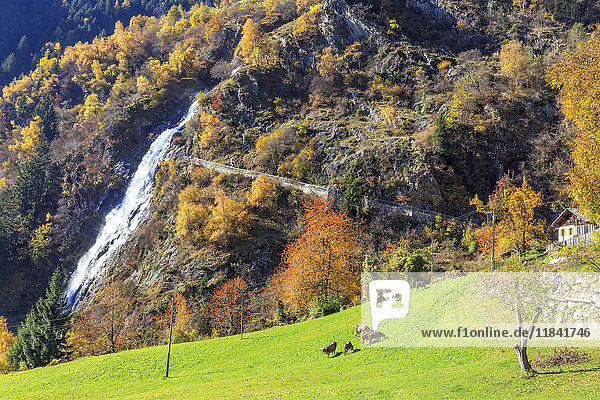 Kuhherde auf der Weide am Fuße des Wasserfalls  Partschinser Wasserfall  Partschins  Vinschgau  Südtirol  Italien  Europa