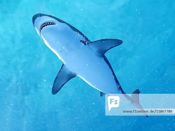 Shark swimming underwater  illustration
