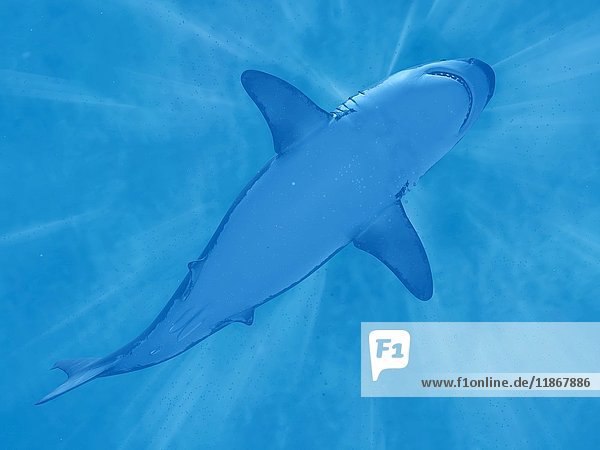 Shark swimming underwater  illustration