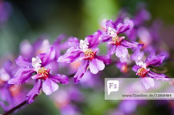 Lila Orchidee (Wilsona-Hybride) blüht