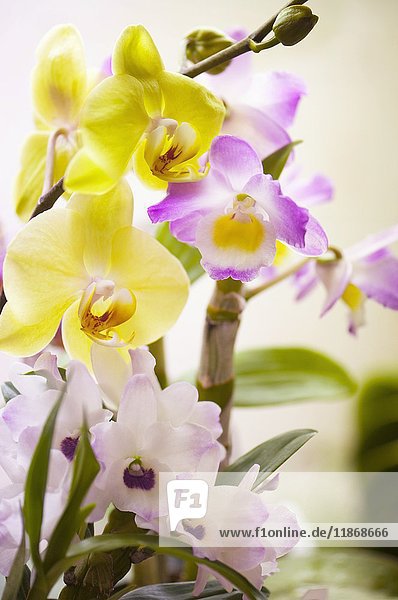 Dendronium nobile und Phalaenopsis-Orchideen