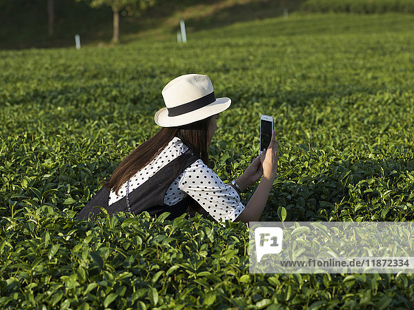 'A young woman stands among the plants in a tea plantation taking a picture with her smart phone; Tambon Si Kham  Chang Wat Chiang Rai  Thailand'