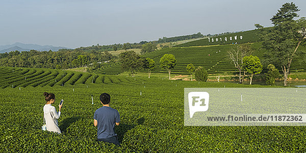 'A young couple stands in among the plants on a tea plantation; Tambon Si Kham  Chang Wat Chiang Rai  Thailand'