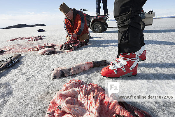 Jäger zerlegen eine Hafenrobbe während einer Süßwasserjagd auf dem zugefrorenen Iliamna-See  Pedro Bay  Süd-Zentral-Alaska  USA
