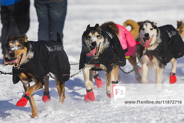 'Geir Idar Hjelvik's dog team races along the Tanana River in Fairbanks during the 2017 Iditarod.'