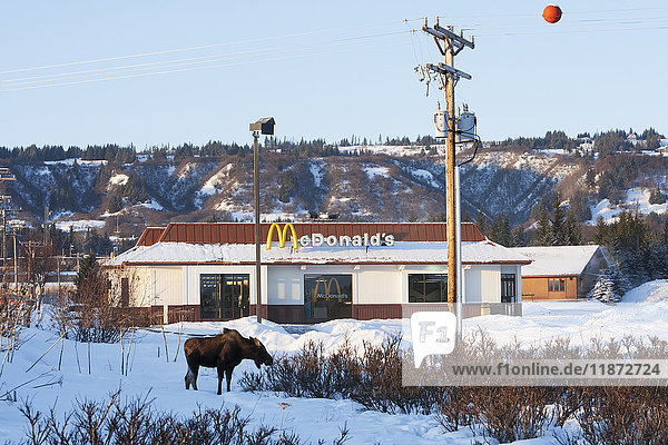 Elch im Schnee stehend mit dem Homer McDonald's im Hintergrund  Southcentral Alaska  USA