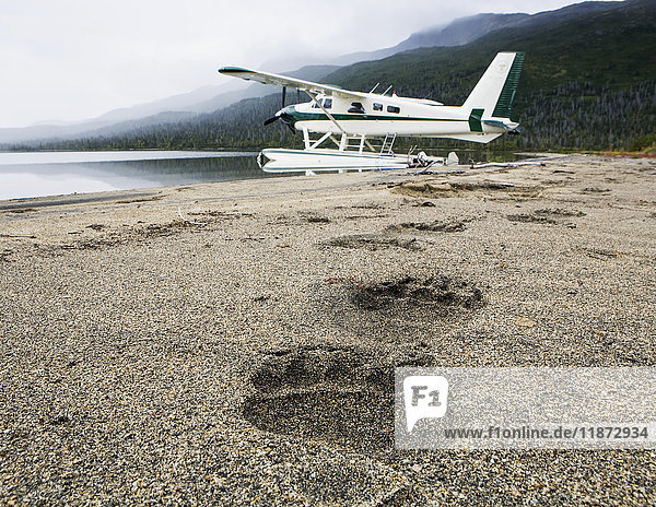 Pfotenabdrücke eines Grizzlys führen zu einem De Havilland DHC-2 Beaver Turbinen-Schwimmerflugzeug  das an einem Strand verankert ist  Südwest-Alaska  USA