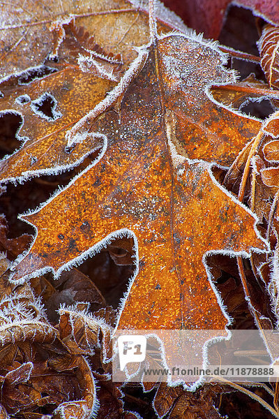 Frostumrandetes Eichenblatt; Bedford  Nova Scotia  Kanada'.