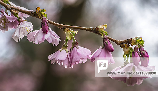 Der Frühling kommt mit der Blüte der Kirschblüte; East Boldon  England