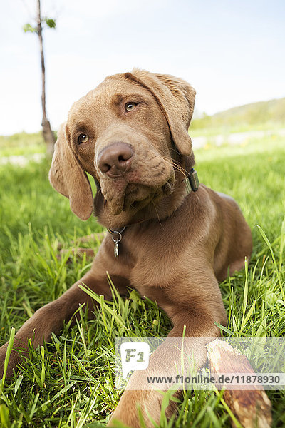 'Close-up of a brown Labrador Retriever dog laying on the grass with it's head tilted and sad  serious eyes; Alaska  United States of America'