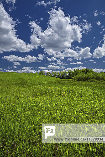 Üppiges grünes Gras auf einem Feld unter einem blauen Himmel mit Wolken; Oakfield  Nova Scotia  Kanada