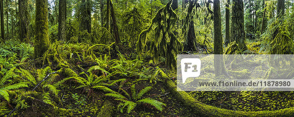 Der üppige Regenwald von Cathedral Grove  MacMillan Provincial Park  Vancouver Island; British Columbia  Kanada'.
