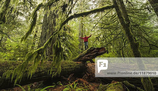 'Man standing on a fallen tree in old growth rain forest of Cathedral Grove  MacMillan Provincial Park  Vancouver Island; Port Alberni  British Columbia  Canada'