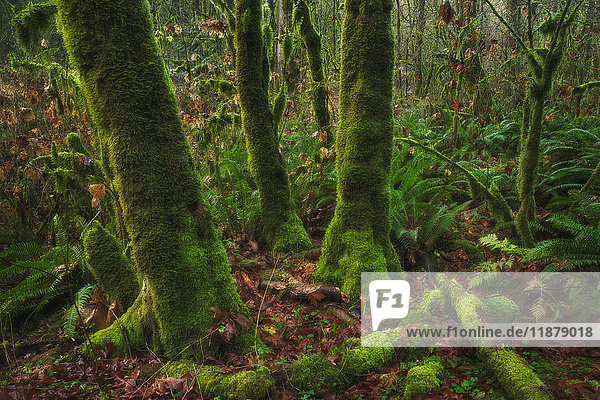 Der üppige Regenwald des Goldstream Provincial Park; British Columbia  Kanada'.