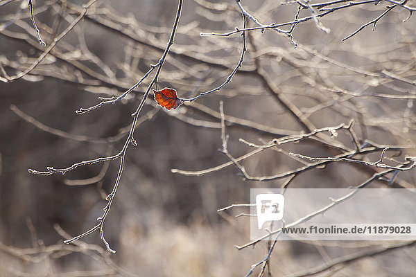 Ein kleines rotes Blatt bleibt an einem blattlosen Baum im Herbst; Oakfield  Nova Scotia  Kanada'.