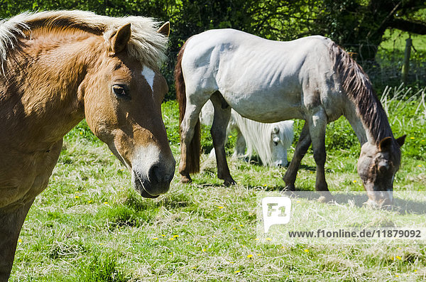 Weidende braune und weiße Pferde auf einer Weide; Otford  Kent  England'.