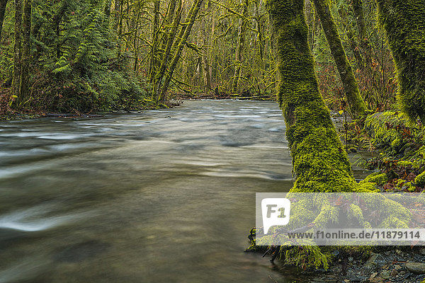 'The beautiful rainforest of Goldstream Provincial Park; British Columbia Canada'