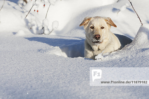 Ein Golden Labrador Retriever liegt im tiefen Schnee und schaut in die Kamera; Alaska,  Vereinigte Staaten von Amerika'.