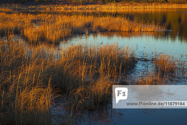Abendsonne beleuchtet das Sumpfgras eines Küstenteichs im späten Dezember; Cow Bay  Nova Scotia  Kanada