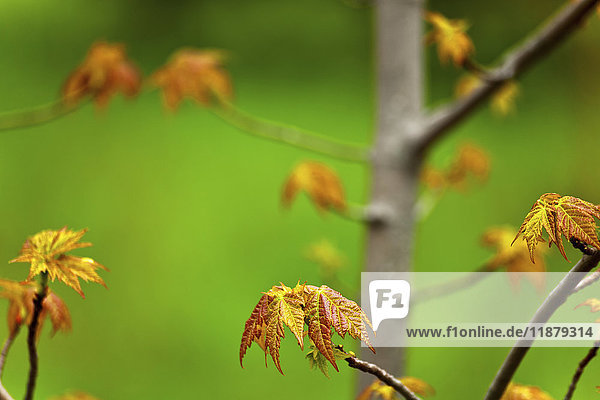 Neue Ahornblätter im Frühling  Oakfield Provincial Park; Nova Scotia  Kanada'.