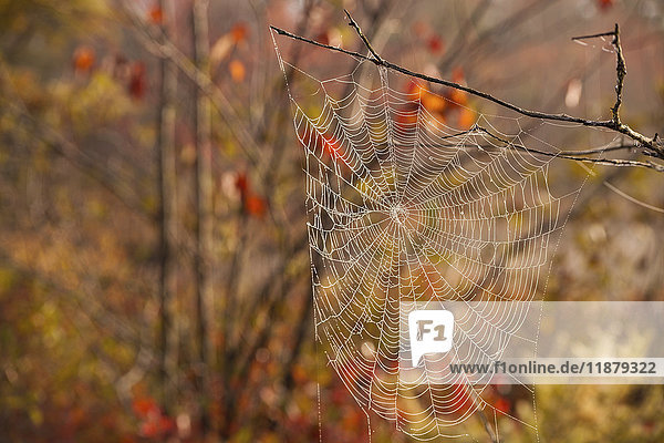 Spinnennetz in einem Baum im Herbst  in der Nähe von Lakeview; Nova Scotia  Kanada'.