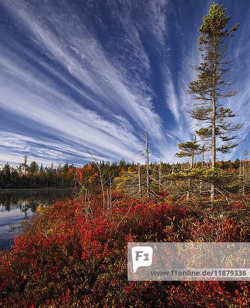 Herbstfarbenes Laub am Jacks Lake; Bedford  Nova Scotia  Kanada'.