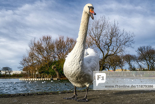 A swan (Cygnus) walks towards the camera; South Shields  Tyne and Wear  England