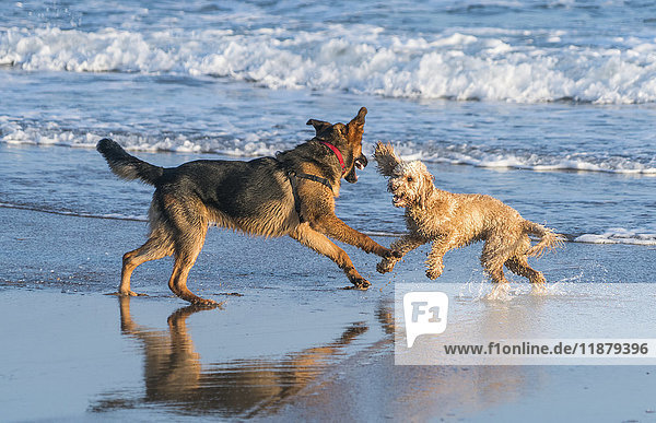 'Two dogs playing on the wet sand at the water's edge on a beach; South Shields  Tyne and Wear  England'