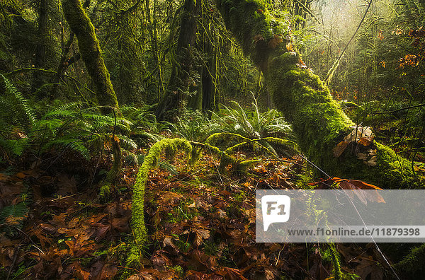 The beautiful rainforest of Goldstream Provincial Park; British Columbia  Canada