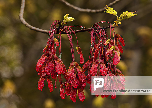 Frühlingsrote Ahornsamen und neu austreibende Blätter mit Regentropfen; Bedford  Nova Scotia  Kanada'.